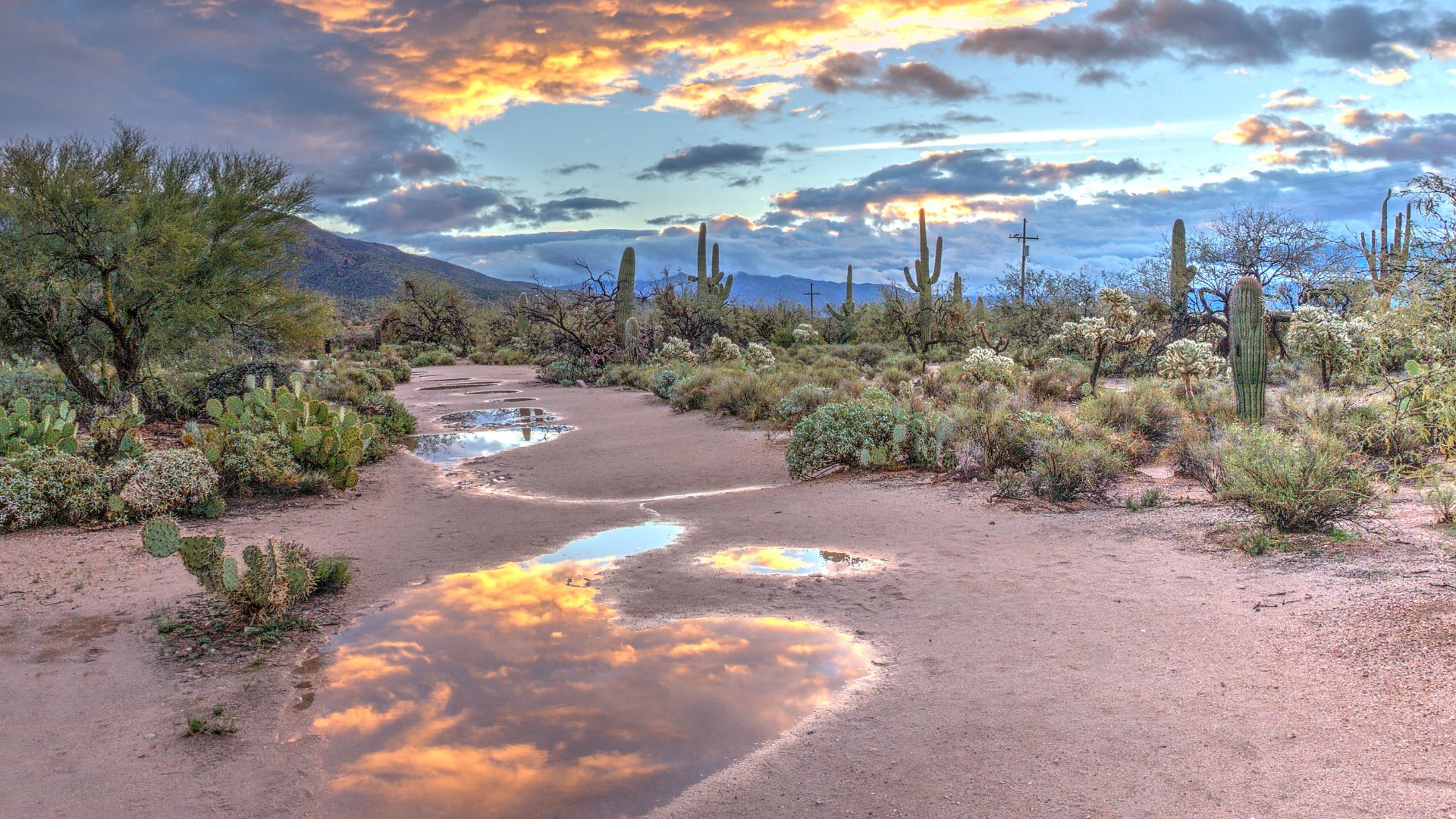 A panoramic view of a desert landscape with tall cacti, shrubs, and patches of greenery