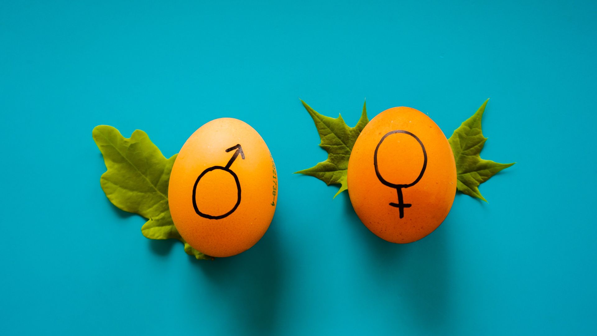 Two eggs decorated with gender symbols placed on vibrant green leaves against a bright turquoise background