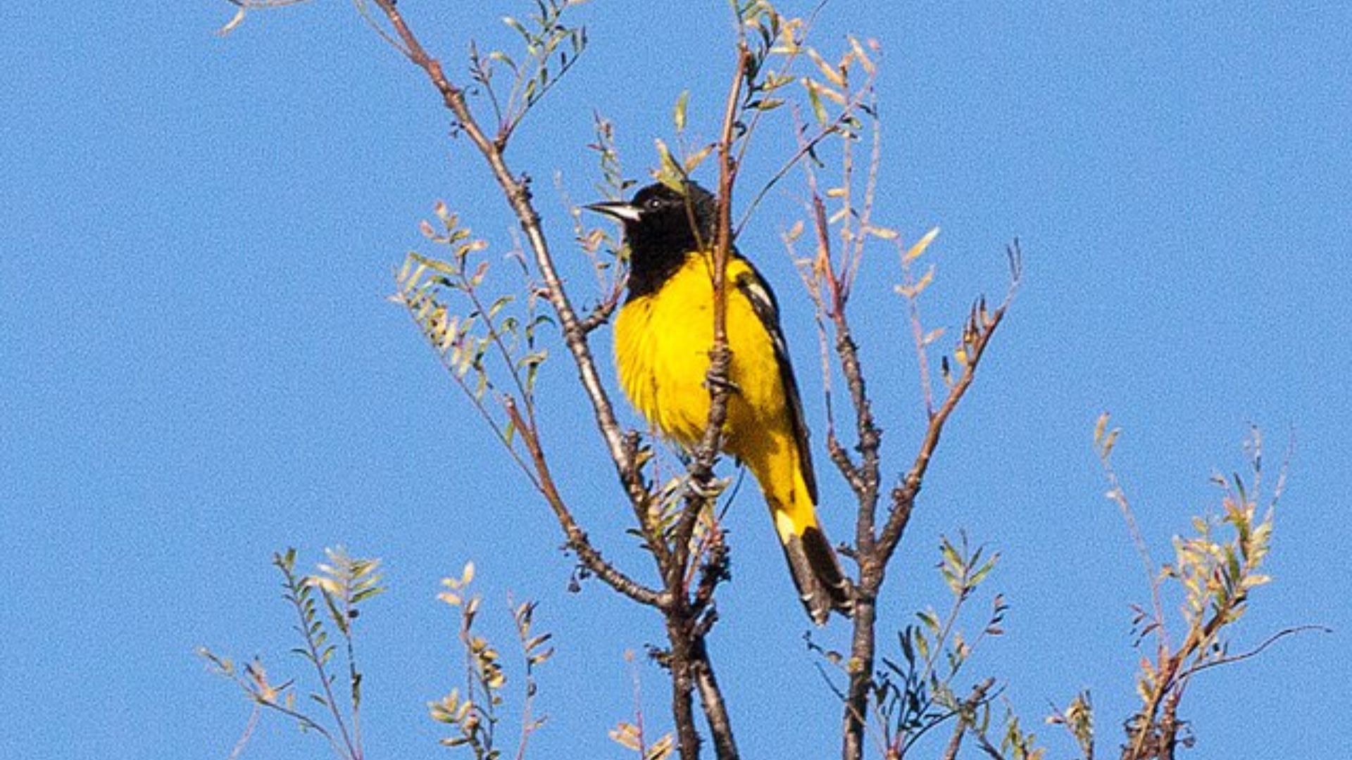 A vibrant yellow bird perched on a leafy branch against a clear blue sky