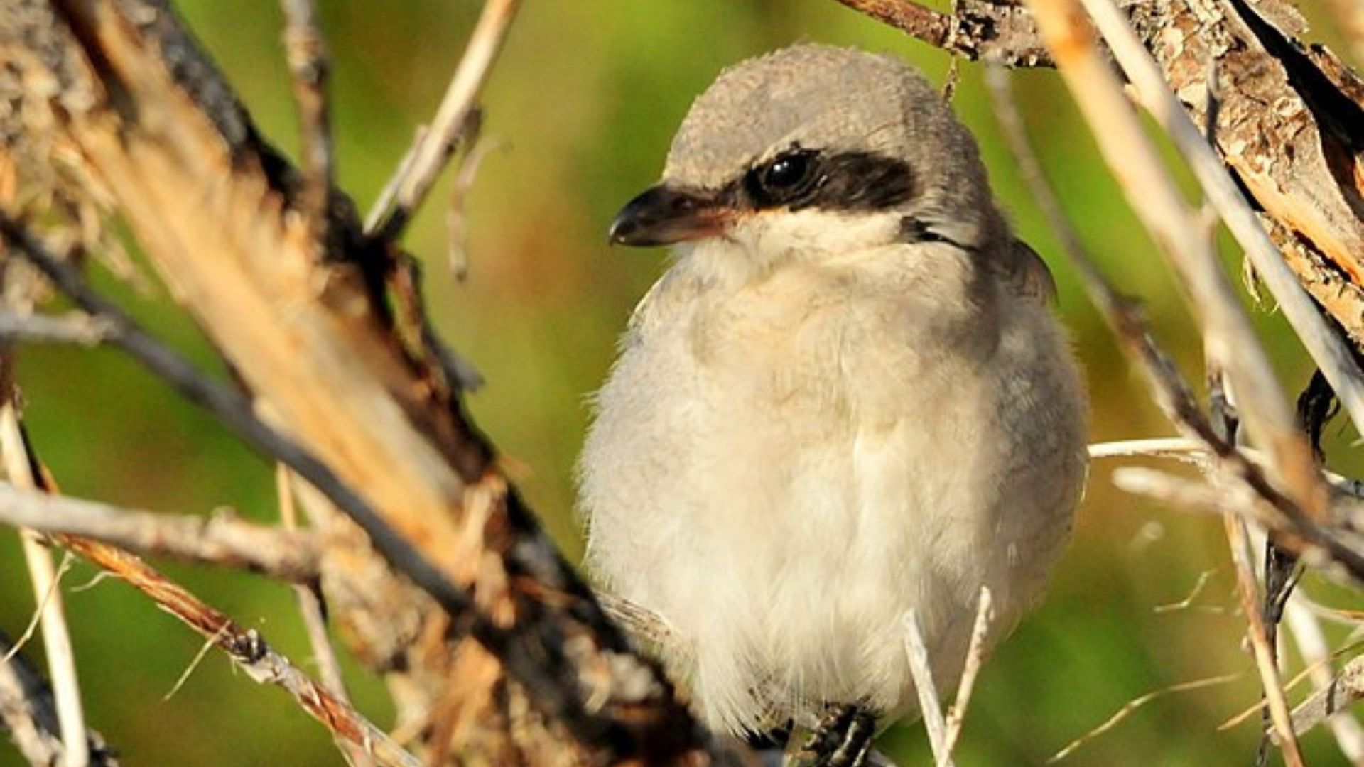 A bird perched calmly on a twisted branch
