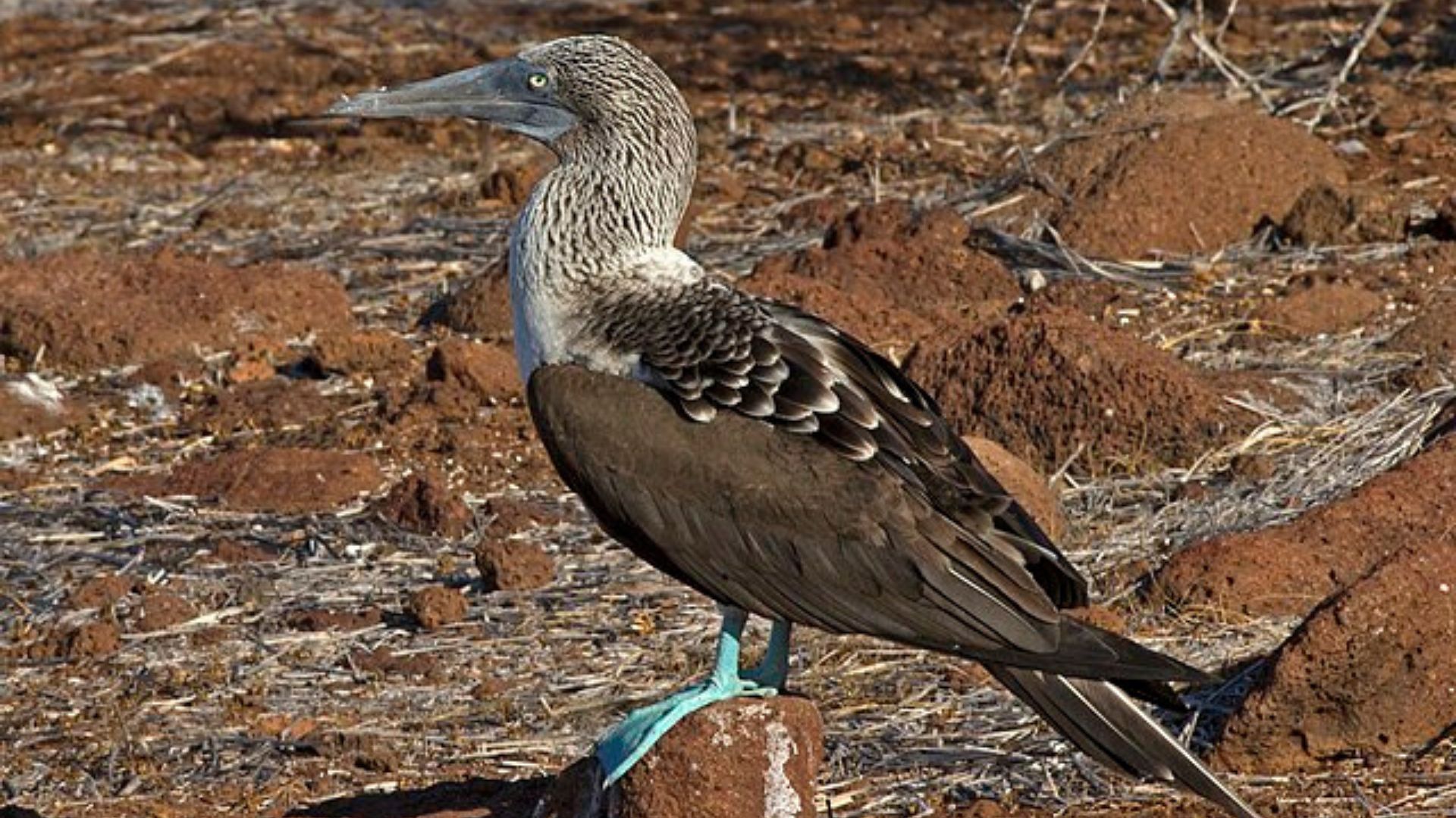 A blue-footed booby standing confidently on a brown, rocky terrain