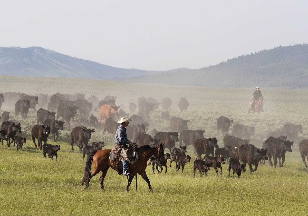 Ranch manager Mark Dunning oversees a roundup at the Big Creek