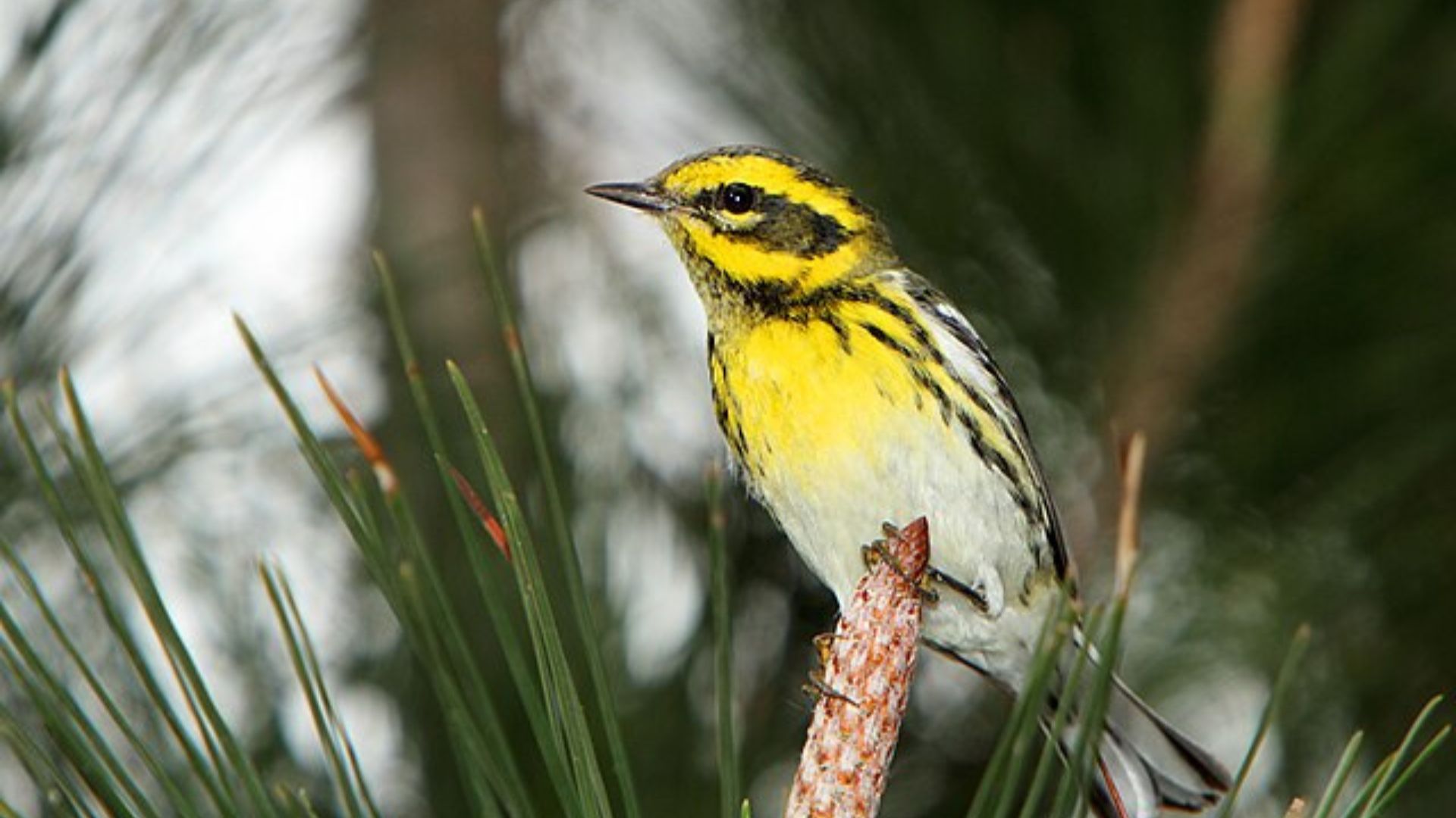 Yellow bird with black markings perched on a brown branch, surrounded by green pine needles