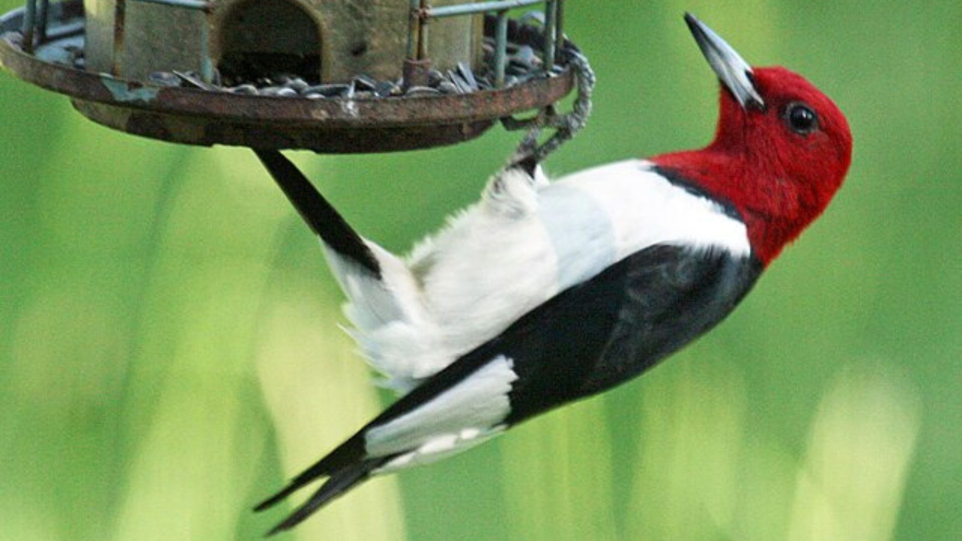 A red-headed woodpecker with contrasting black and white feathers perched on a circular bird feeder.