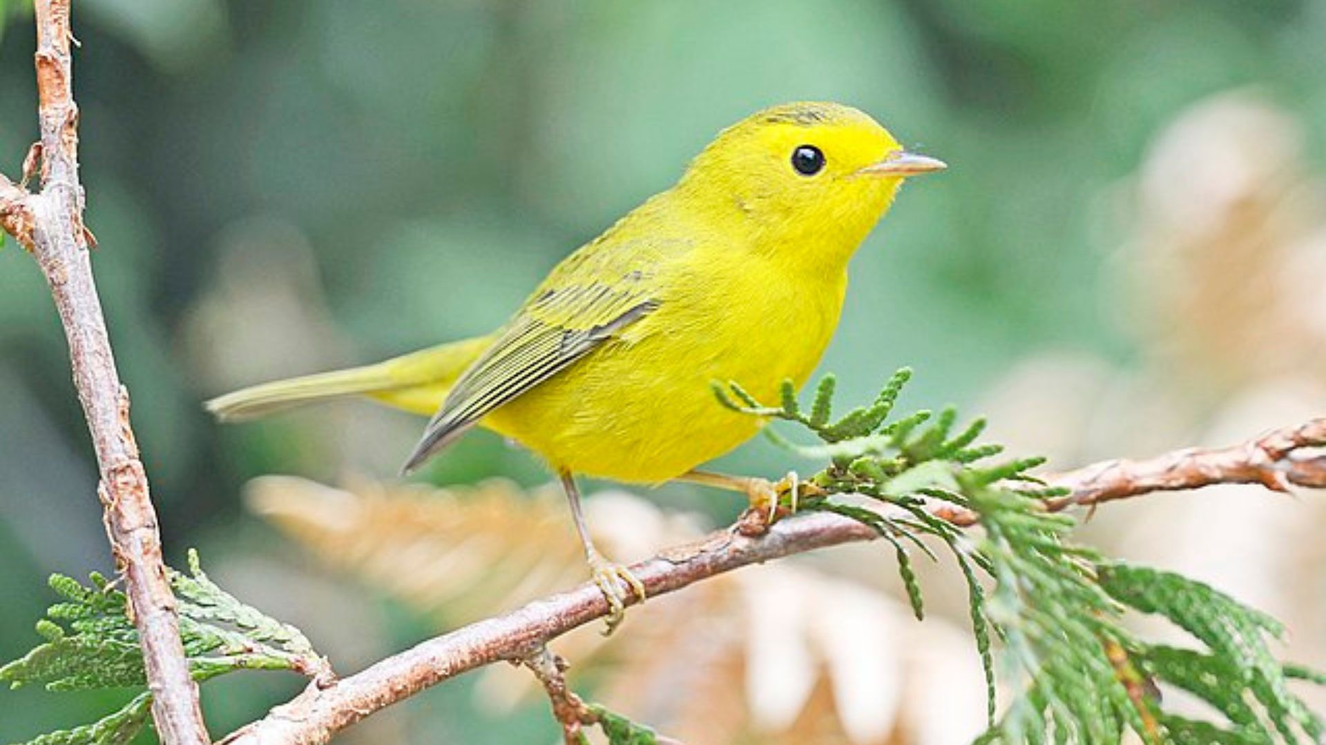 A bright yellow warbler bird perched on a tree branch